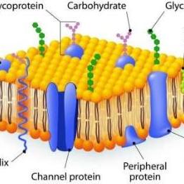 Biologia